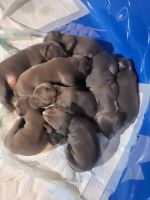 American Pit Bull Terrier Puppies for sale in Cedar Rapids, IA, USA. price: $650