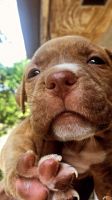 American Pit Bull Terrier Puppies for sale in Pompano Beach, FL 33064, USA. price: $500