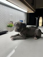American Pit Bull Terrier Puppies for sale in Boca Raton, Florida. price: $650