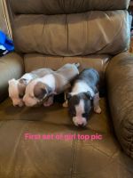 American Pit Bull Terrier Puppies for sale in Leland, North Carolina. price: $200
