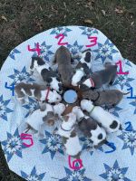 American Pit Bull Terrier Puppies for sale in St. paul, Minnesota. price: $500