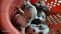American Pit Bull Terrier Puppies for sale in Houston, Texas. price: $400