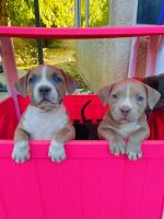 American Pit Bull Terrier Puppies for sale in Palmdale, California. price: $1,000