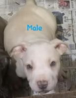 American Pit Bull Terrier Puppies for sale in Vale, North Carolina. price: $200