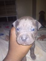 American Pit Bull Terrier Puppies for sale in Killeen, Texas. price: $450