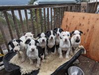 American Pit Bull Terrier Puppies for sale in Kamloops, British Columbia. price: NA