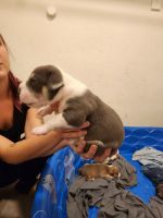 American Pit Bull Terrier Puppies for sale in Phoenix, AZ 85083, USA. price: $1,200