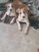 American Pit Bull Terrier Puppies for sale in Simpsonville, South Carolina. price: $150