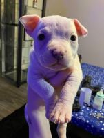 American Pit Bull Terrier Puppies for sale in Layton, Utah. price: $400