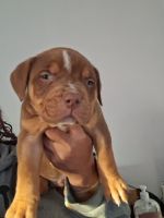 American Pit Bull Terrier Puppies for sale in Central Islip, New York. price: $2,500