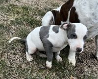 American Pit Bull Terrier Puppies for sale in Oxford, Iowa. price: $300