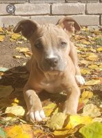American Pit Bull Terrier Puppies for sale in Houston, Texas. price: $300