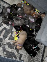 American Pit Bull Terrier Puppies for sale in Tracy, California. price: $400