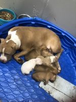 American Pit Bull Terrier Puppies for sale in Gary, Indiana. price: $800