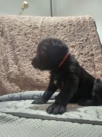 American Pit Bull Terrier Puppies for sale in Phoenix, Arizona. price: $1,500