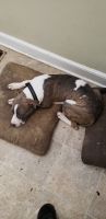American Pit Bull Terrier Puppies for sale in Roanoke, Virginia. price: $175