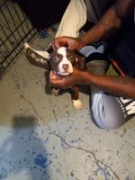 American Pit Bull Terrier Puppies for sale in Mishawaka, Indiana. price: $200