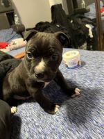 American Pit Bull Terrier Puppies for sale in North Providence, Rhode Island. price: $1,000