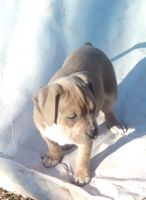 American Pit Bull Terrier Puppies for sale in Arkansas City, Kansas. price: $150