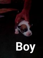 American Pit Bull Terrier Puppies for sale in Spokane, Washington. price: NA