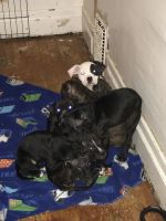 American Pit Bull Terrier Puppies for sale in Rochester, New York. price: $250