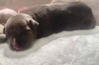 American Pit Bull Terrier Puppies for sale in Philadelphia, Pennsylvania. price: $995