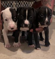 American Pit Bull Terrier Puppies for sale in Chicago, Illinois. price: $200