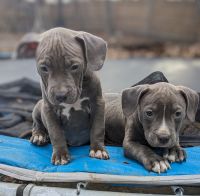 American Pit Bull Terrier Puppies for sale in Geneva, New York. price: $750