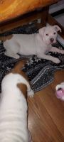 American Pit Bull Terrier Puppies for sale in Bloomfield, Indiana. price: $100
