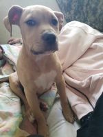 American Pit Bull Terrier Puppies for sale in Reno, Nevada. price: $250