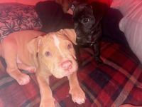 American Pit Bull Terrier Puppies for sale in Modesto, California. price: $1,100