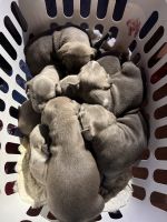 American Pit Bull Terrier Puppies for sale in Columbia, South Carolina. price: $500