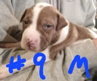 American Pit Bull Terrier Puppies for sale in Aynor, South Carolina. price: $350