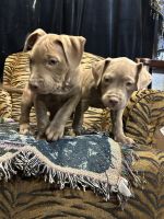 American Pit Bull Terrier Puppies for sale in Henderson, Nevada. price: $500
