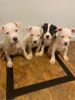 American Pit Bull Terrier Puppies for sale in Edgewood, Maryland. price: $500