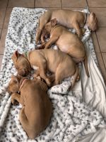 American Pit Bull Terrier Puppies for sale in Waterville, Maine. price: $1,000