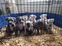American Pit Bull Terrier Puppies for sale in South Bend, Indiana. price: $450