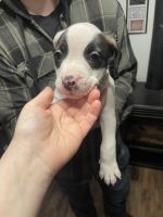 American Pit Bull Terrier Puppies for sale in Vernonia, Oregon. price: $800