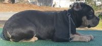 American Pit Bull Terrier Puppies for sale in Atlanta, Georgia. price: $800