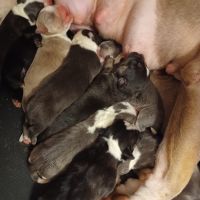 American Pit Bull Terrier Puppies for sale in Memphis, Tennessee. price: $1,500