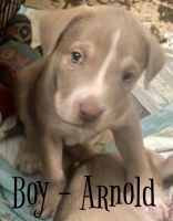American Pit Bull Terrier Puppies for sale in Phoenix, Arizona. price: $100