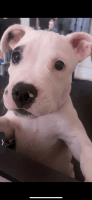 American Pit Bull Terrier Puppies for sale in East Orange, New Jersey. price: $75