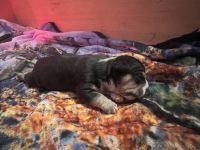 American Pit Bull Terrier Puppies for sale in Spartanburg, South Carolina. price: $3,000