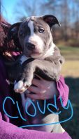 American Pit Bull Terrier Puppies for sale in Culpeper, Virginia. price: NA