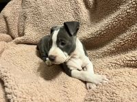 American Pit Bull Terrier Puppies for sale in Nashville, Tennessee. price: $30,000