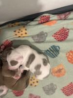 American Pit Bull Terrier Puppies for sale in Charlotte, North Carolina. price: $2,000