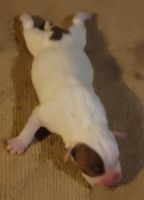 American Pit Bull Terrier Puppies for sale in Edmonton, Kentucky. price: $350