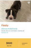 American Pit Bull Terrier Puppies for sale in Durham, North Carolina. price: $350