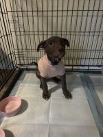 American Pit Bull Terrier Puppies for sale in Phoenix, Arizona. price: $250
