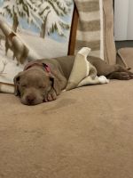 American Pit Bull Terrier Puppies for sale in Nashville, Tennessee. price: $350
